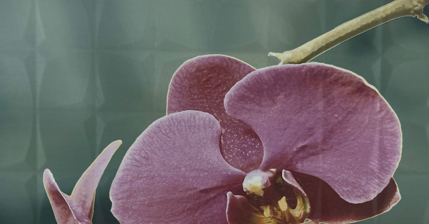 DE ORCHID A RSA DECOR 1PC 31.6X59.34 CM ROCERSA SPAIN - 11 PCS